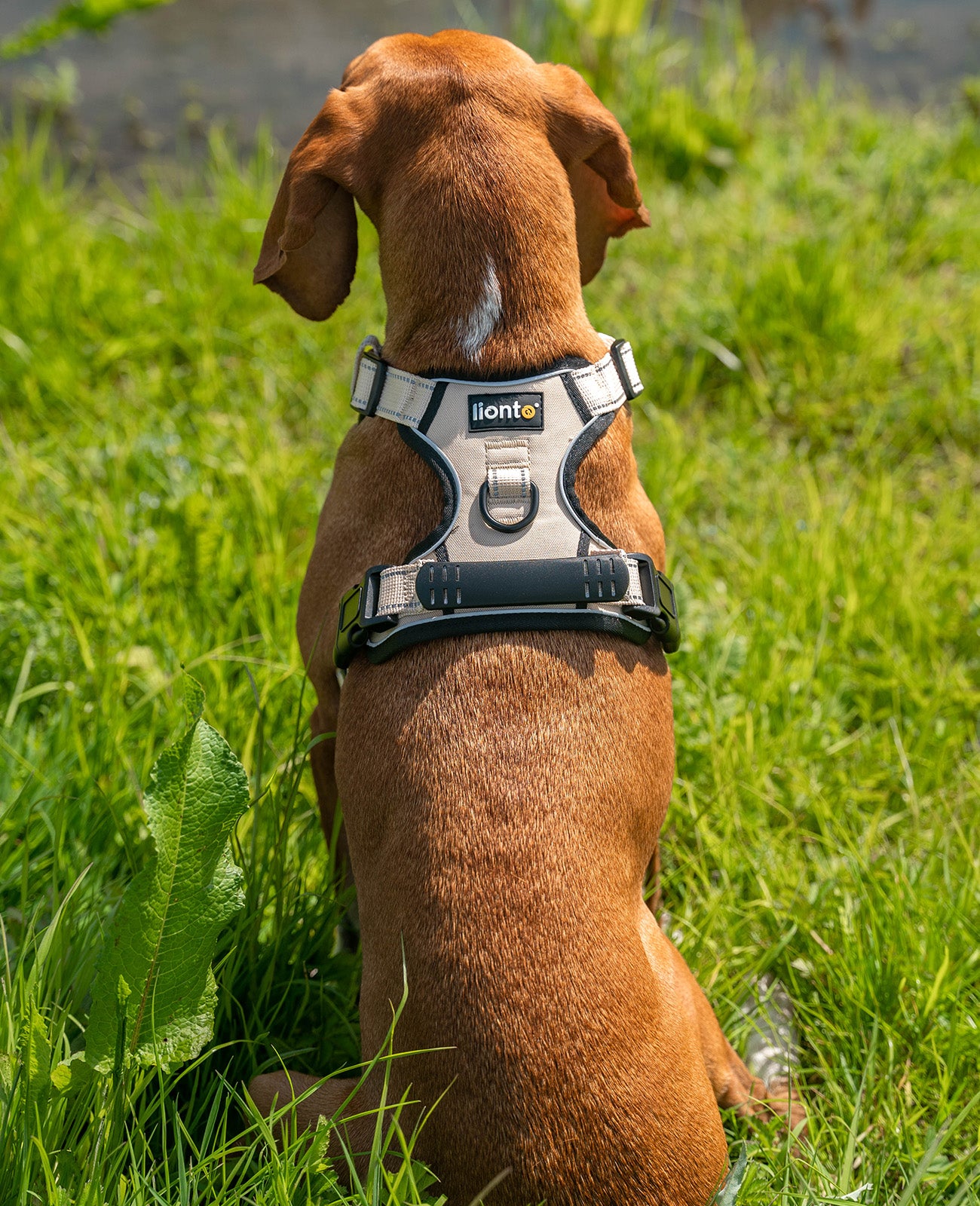 Lionto Hunde-Spaziergang pettorina cane M rossa imbottita