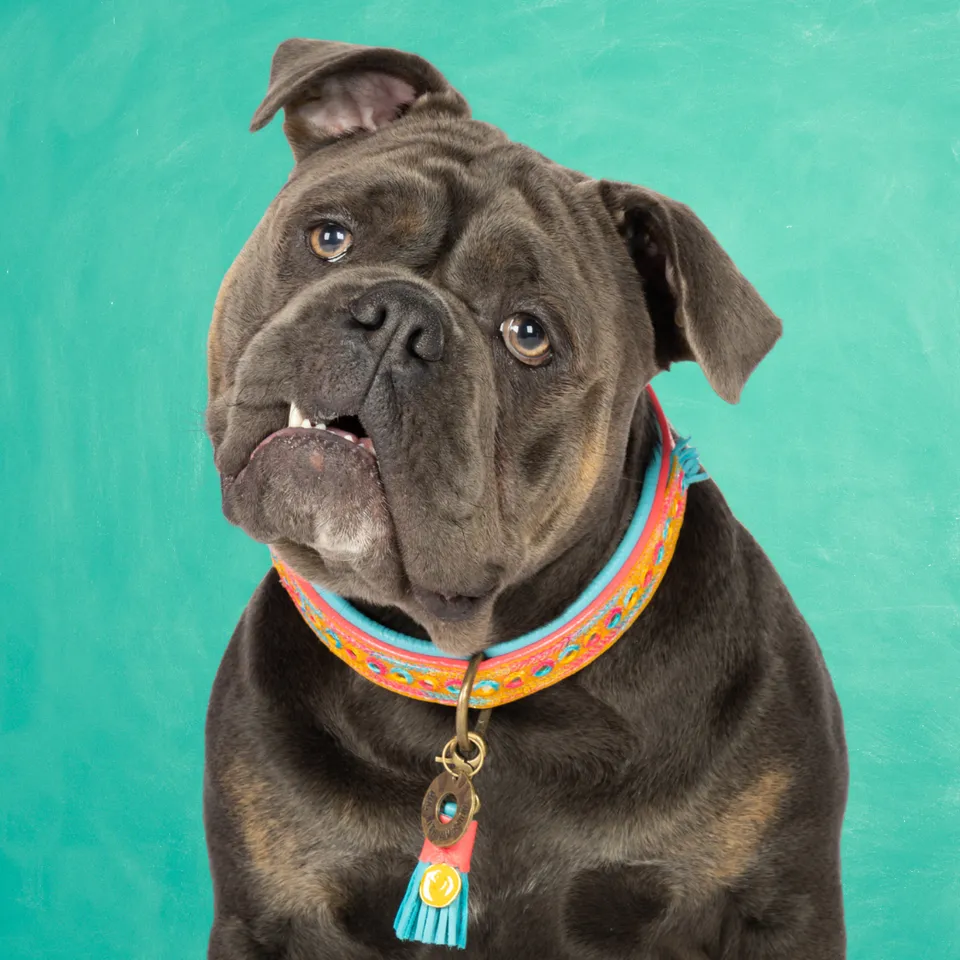 Dog with a Mission Indian Summer collare cane L multicolor pelle