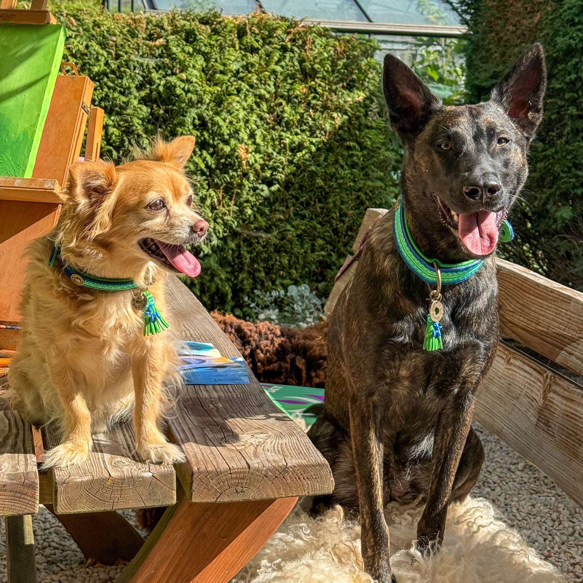 Dog with a Mission Zula XS collare cane pelliccia blu verde