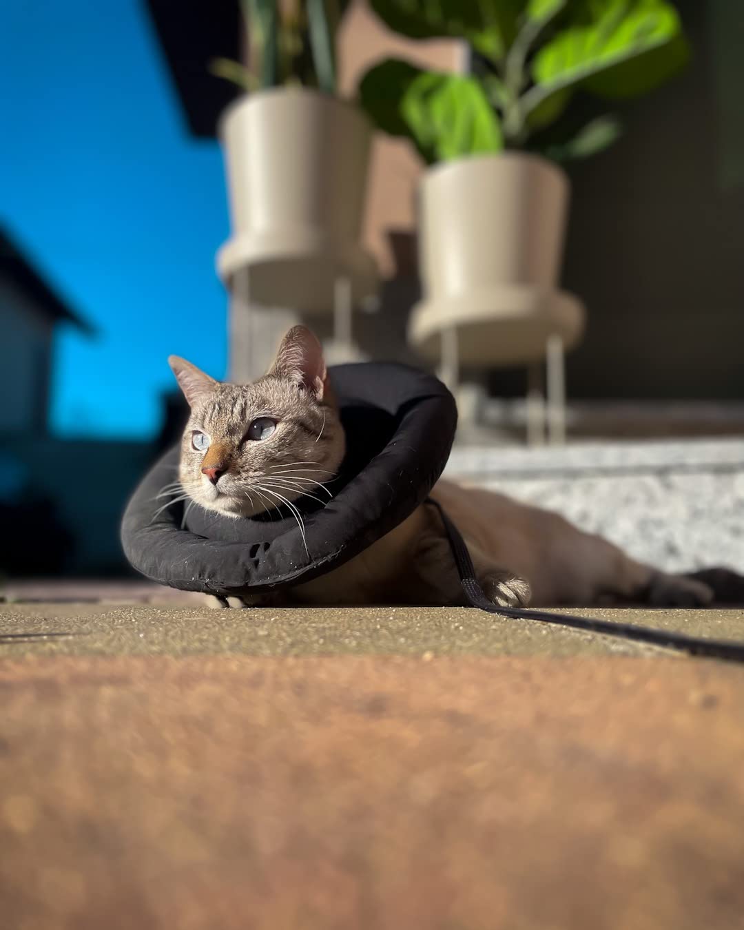 OHCOZZY Collare Elisabettiano Gatto M Azzurro Cotone