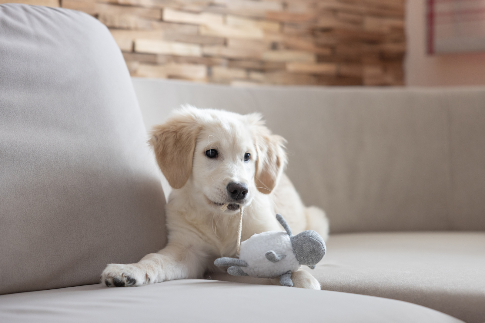 Kerbl Pet Puppy Toy peluche cucciolo morbido con sonaglio