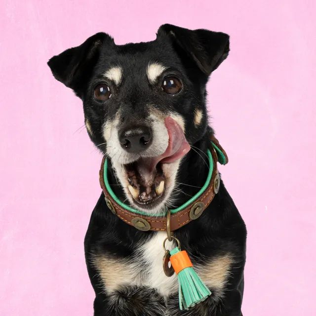 Dog with a Mission Urban collare cane S 30-33 cm marrone