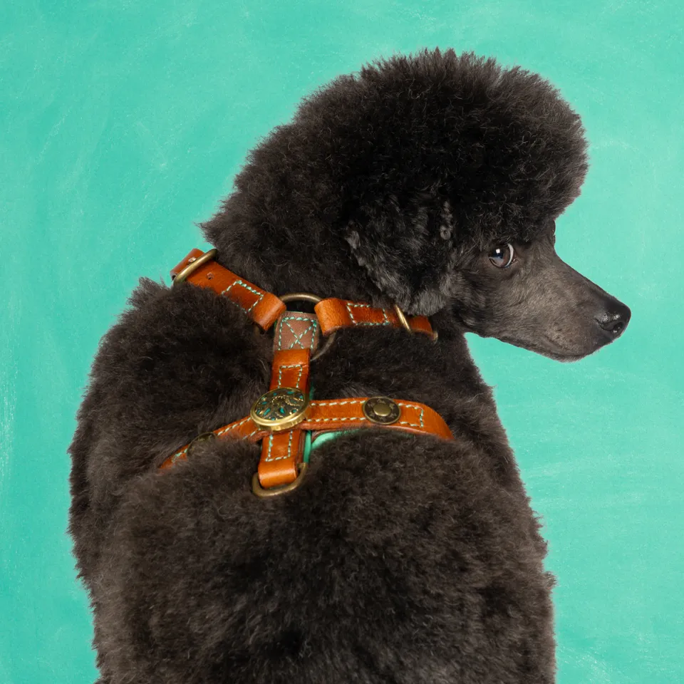 Dog with a Mission Rock Pettorina Pelle Marrone XS