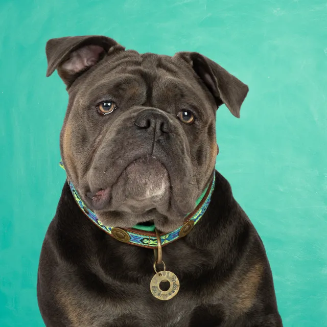 Dog with a Mission Boho Juan collare cane L blu 40-47 cm pelle