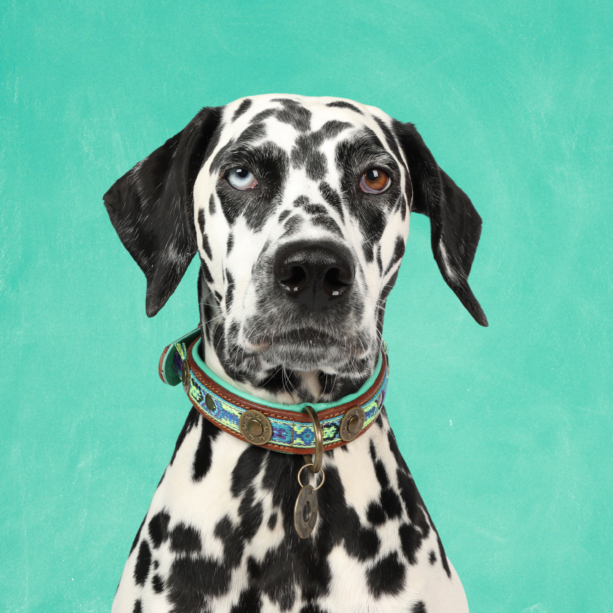 Dog with a Mission Boho Juan collare cane L blu 40-47 cm pelle