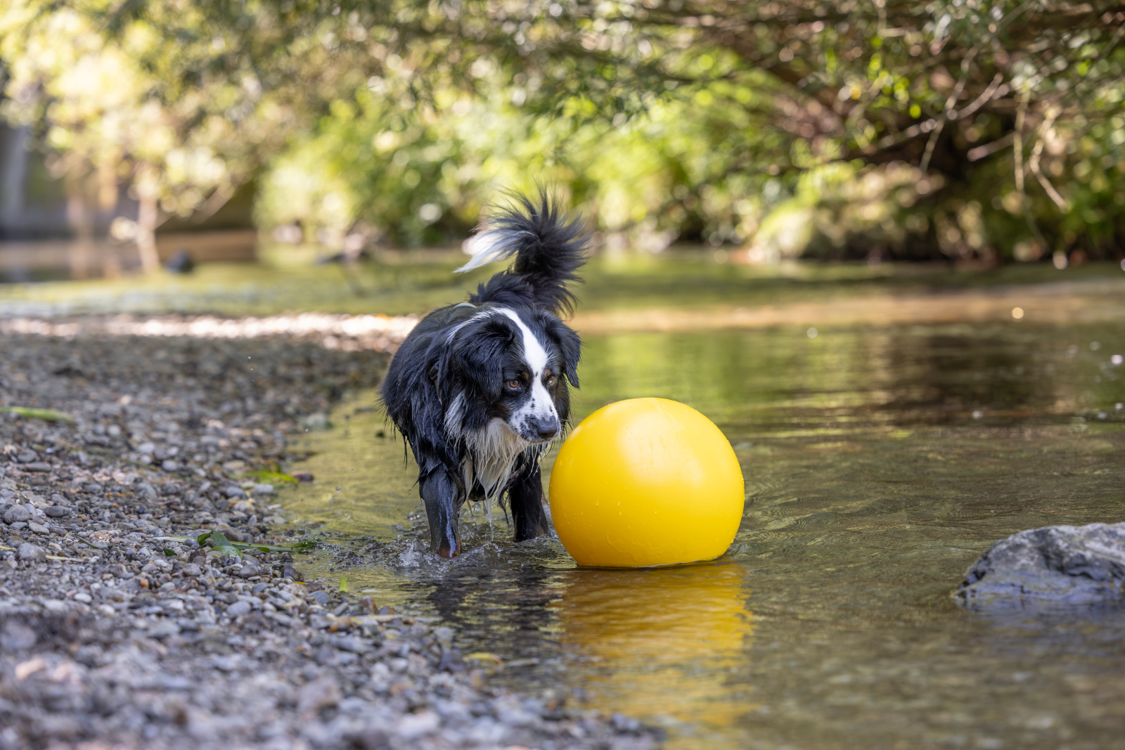 Kerbl Dog Toy palla gioco galleggiante per cani attiva