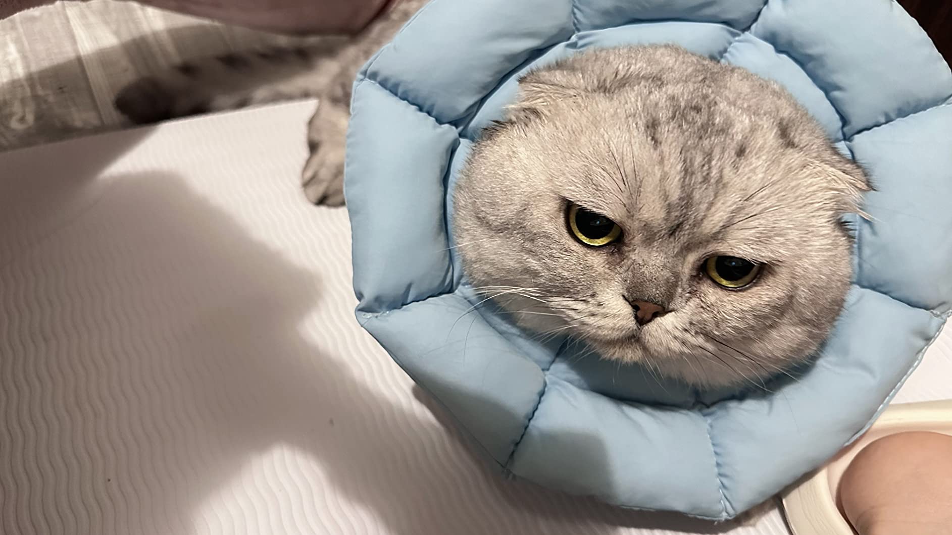 OHCOZZY Collare Elisabettiano Gatto M Azzurro Cotone