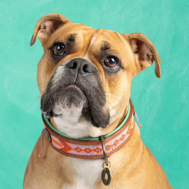 Dog with a Mission Sweet Mae collare cane L 40-47 cm perline