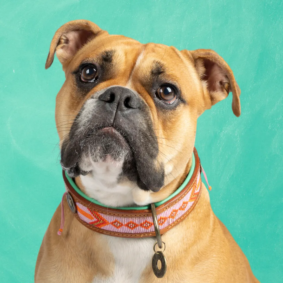 Dog with a Mission Sweet Mae Collare Cane L Perline Rosa