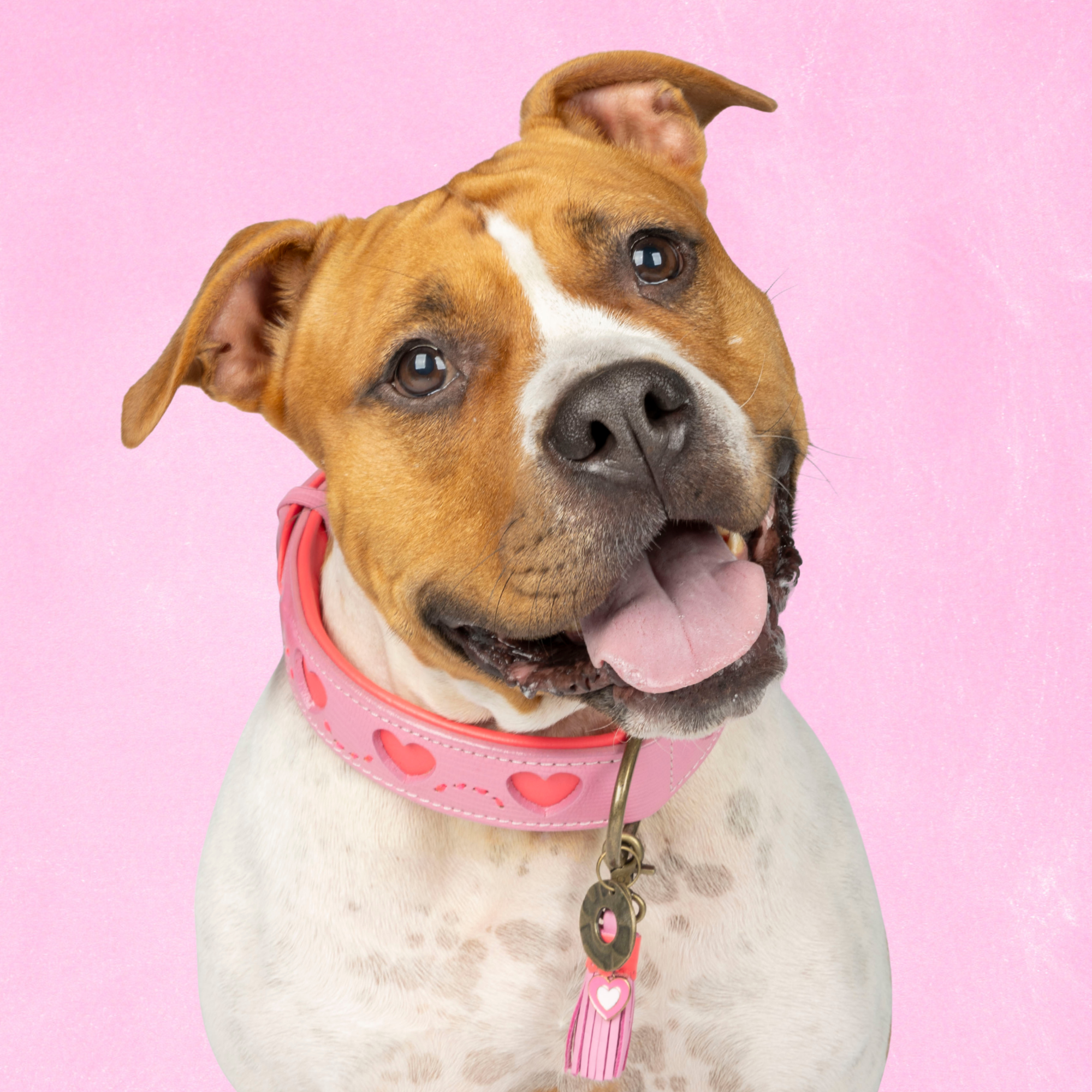 Dog with a Mission Sweety Collare Cane XL Rosa 48-57 cm