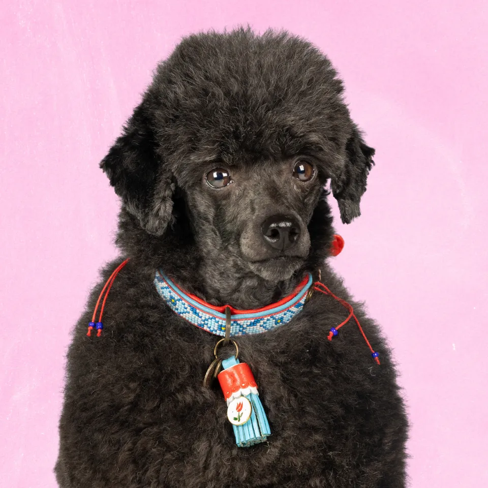 Dog with a Mission Dutchie collare cane XXS azzurro 22-24 cm