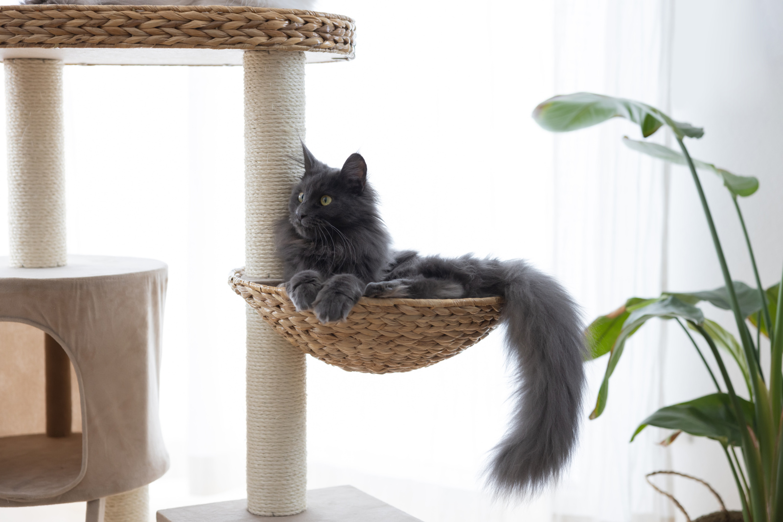 Kerbl Cat Scratch Banana Leaf Waxy tiragraffi gatto