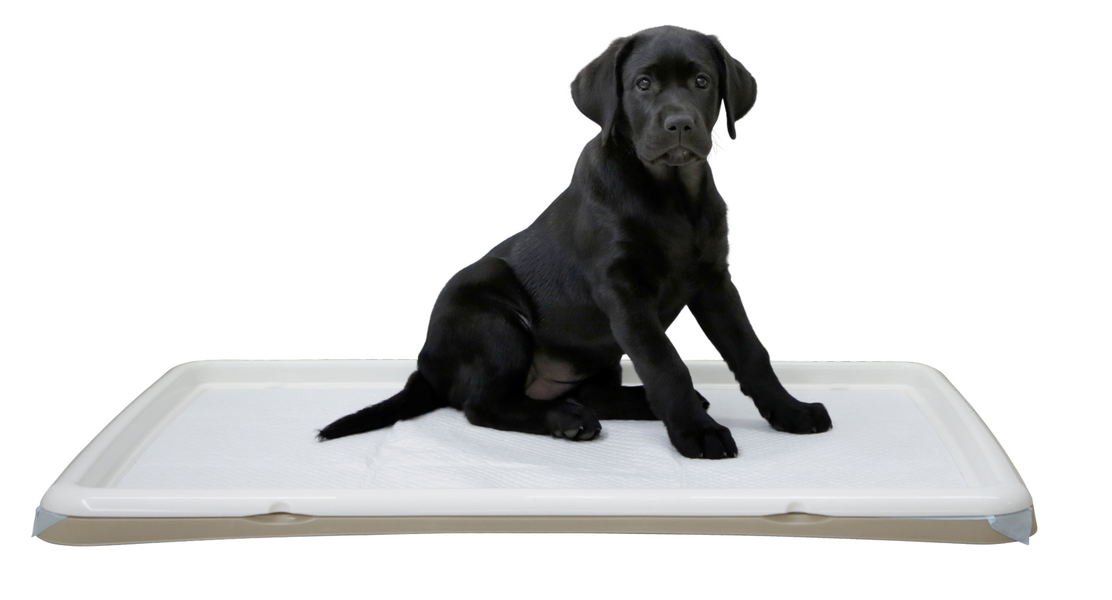 Kerbl Pet Puppy Toilet XL vassoio igienico cuccioli plastica