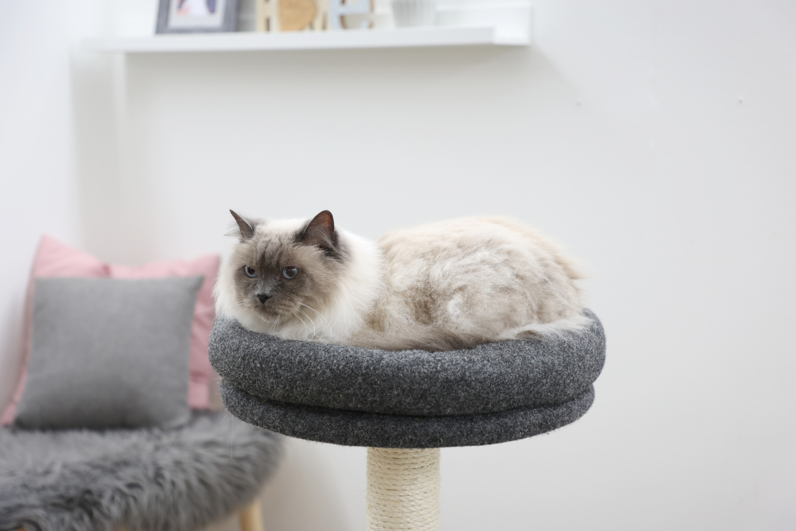 Kerbl Pet Fridolin albero tiragraffi gatto feltro cuccia