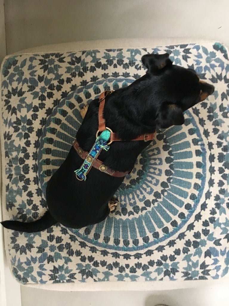 Dog with a Mission Boho Juan pettorina cane pelle blu XS 35,5-44 cm
