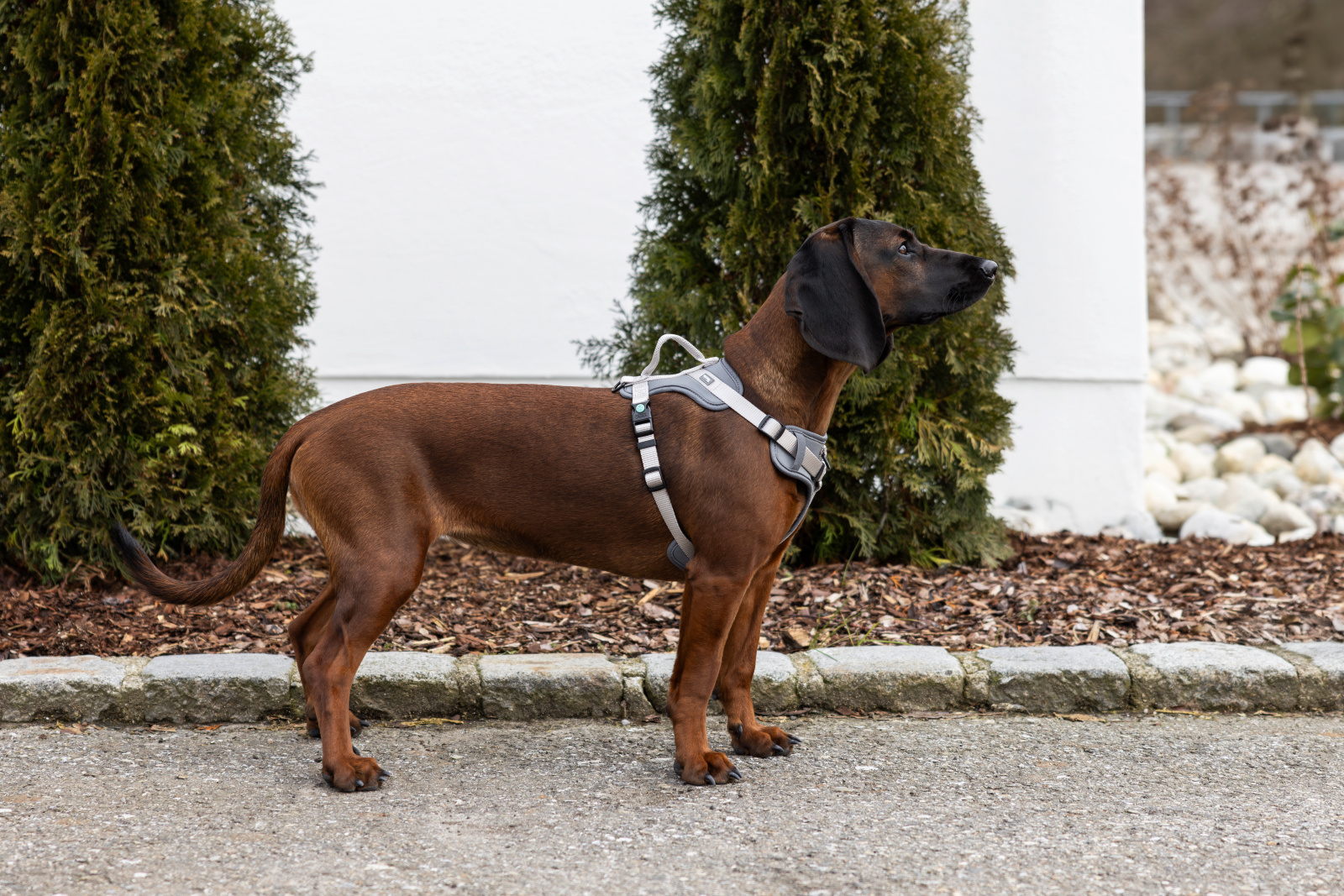 Kerbl Dog Leashes Harness Fitty pettorina cane nylon