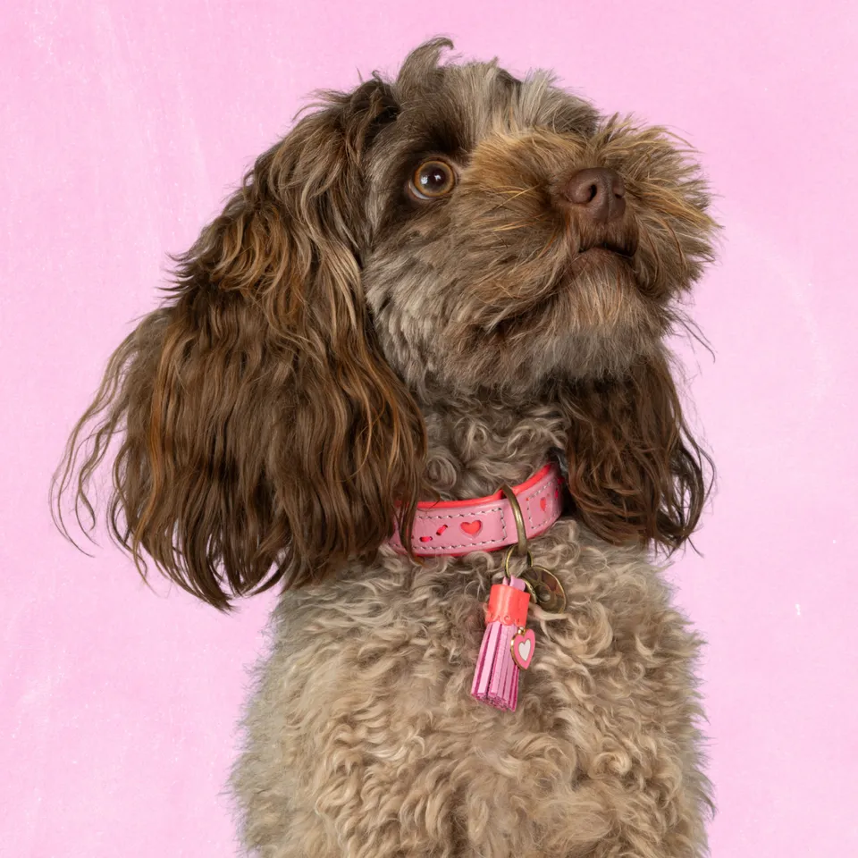 Dog with a Mission Sweety collare pelle cane XS rosa cuori