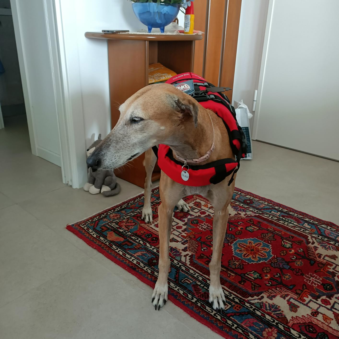 EzyDog Dog Life Jackets DFD salvagente cane L rosso