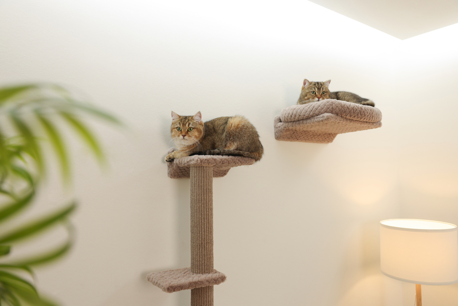 Kerbl Monte Alpi Parete Arrampicata Gatto 4 Pezzi con Sisal