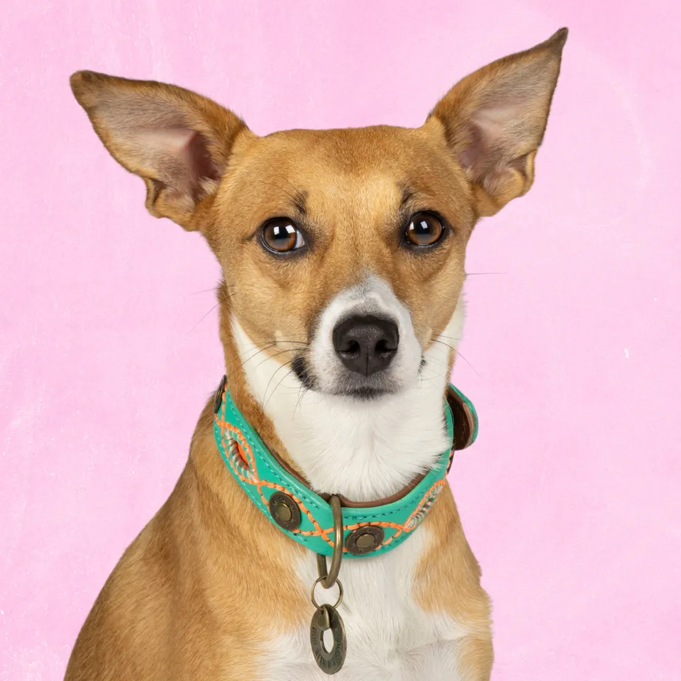 Dog with a Mission Janis collare cane S pelle turchese 30-33 cm