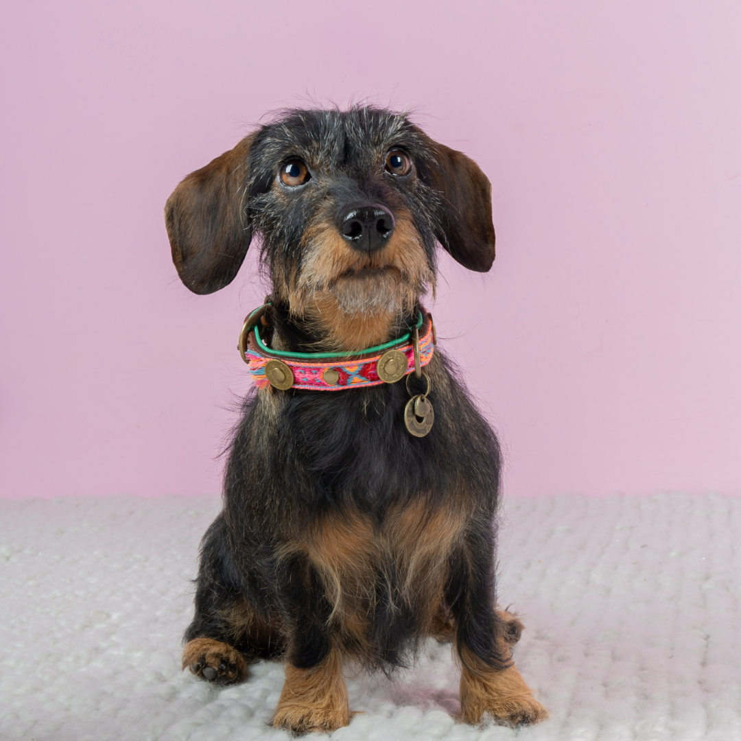 Dog with a Mission Boho Rosa Collare Cane XXS Rosa