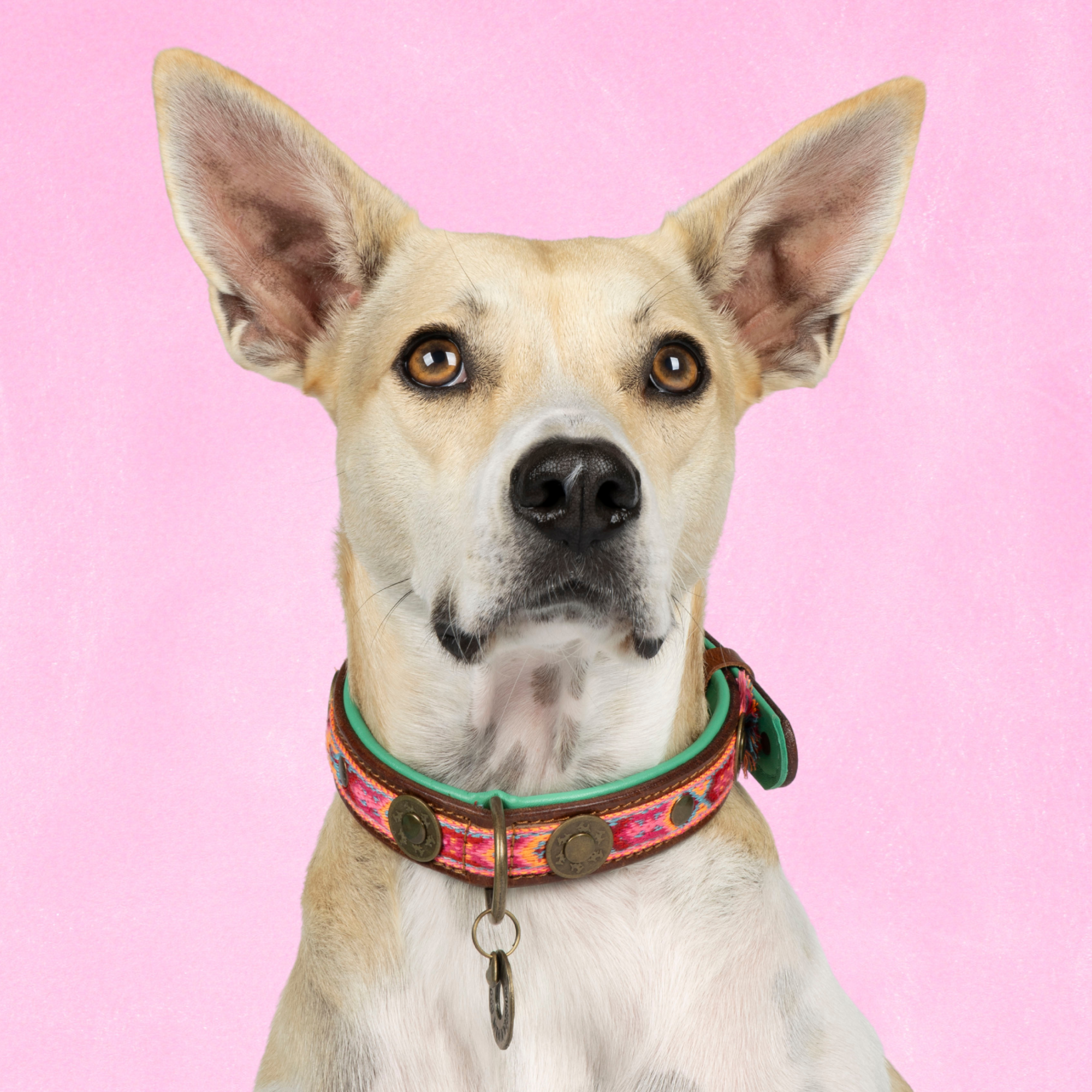 Dog with a Mission Boho Rosa collare pelle cane M rosa