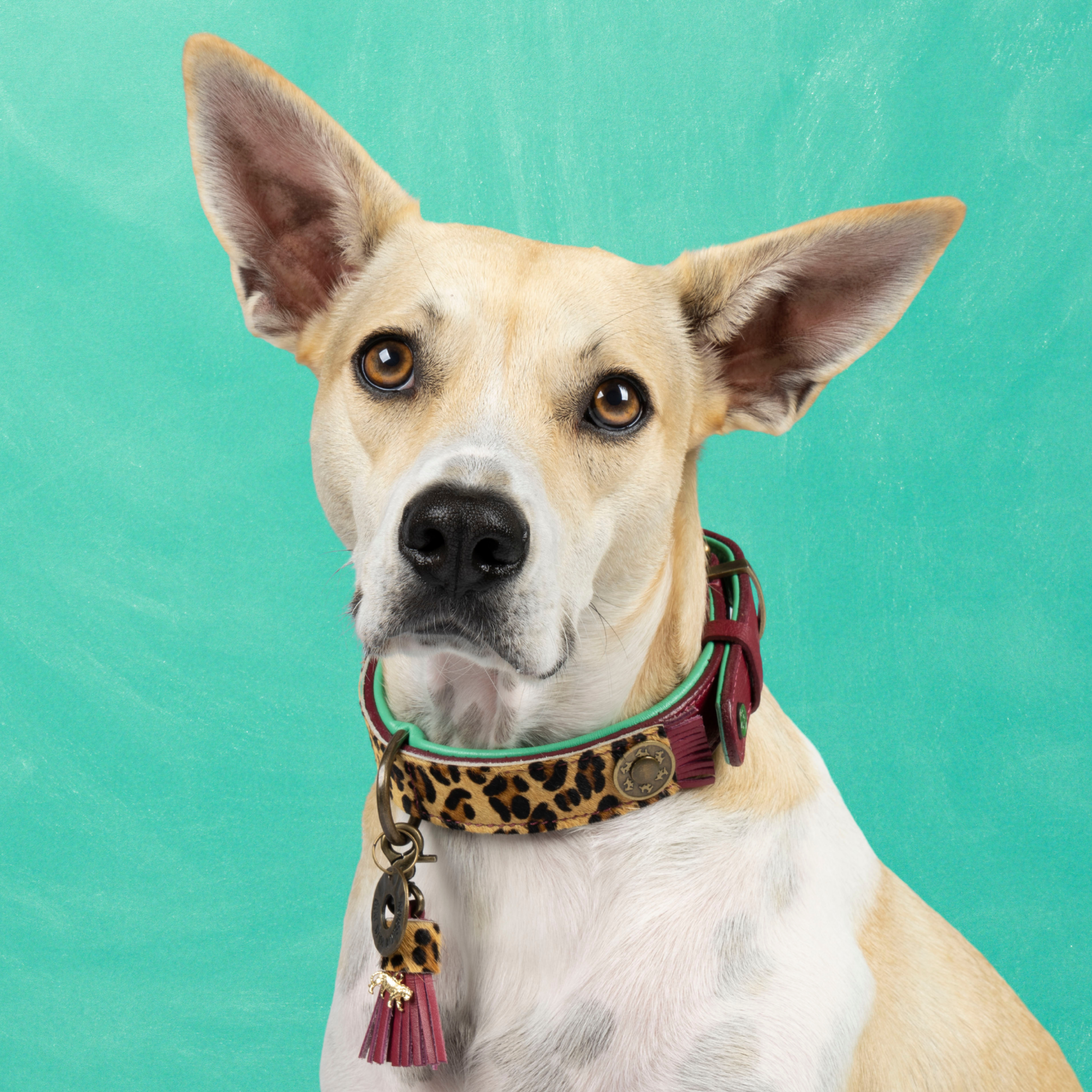 Dog with a Mission Lou Lou collare cane pelle bordeaux M 34-39 cm