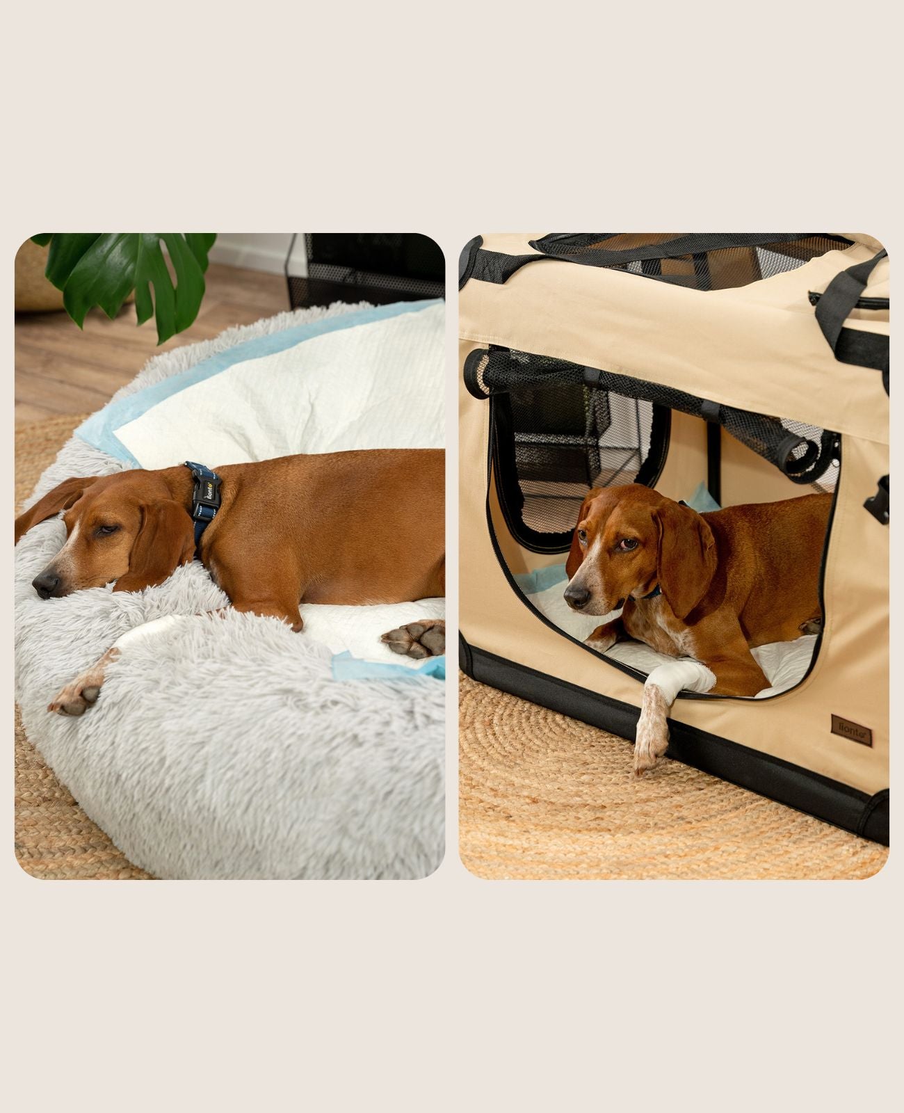 Lionto traverse cane assorbenti 60x60 cm 50 pezzi 6 strati