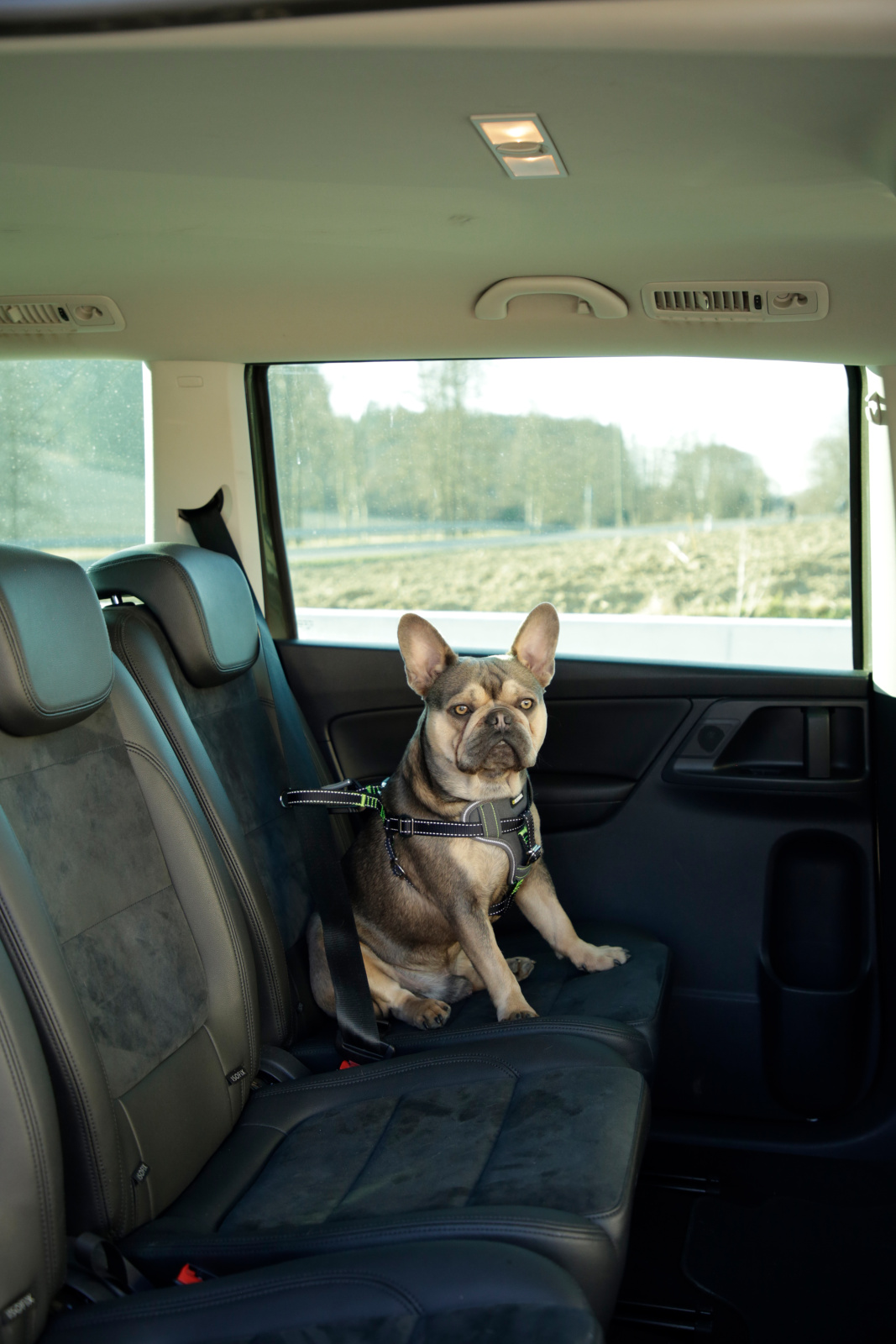 Kerbl Car Safety Harness pettorina auto cane nylon imbottita