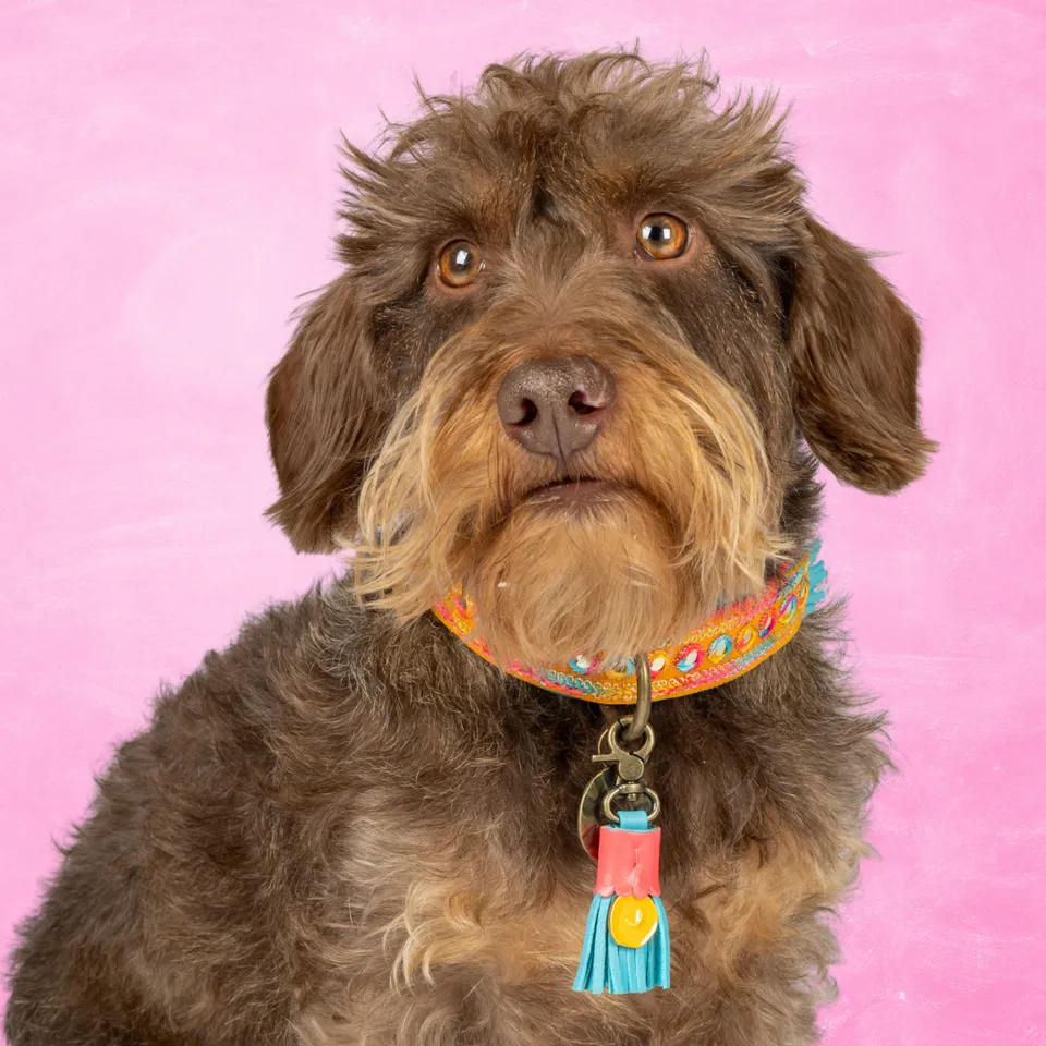 Dog with a Mission Indian Summer collare cane S multicolor pelle