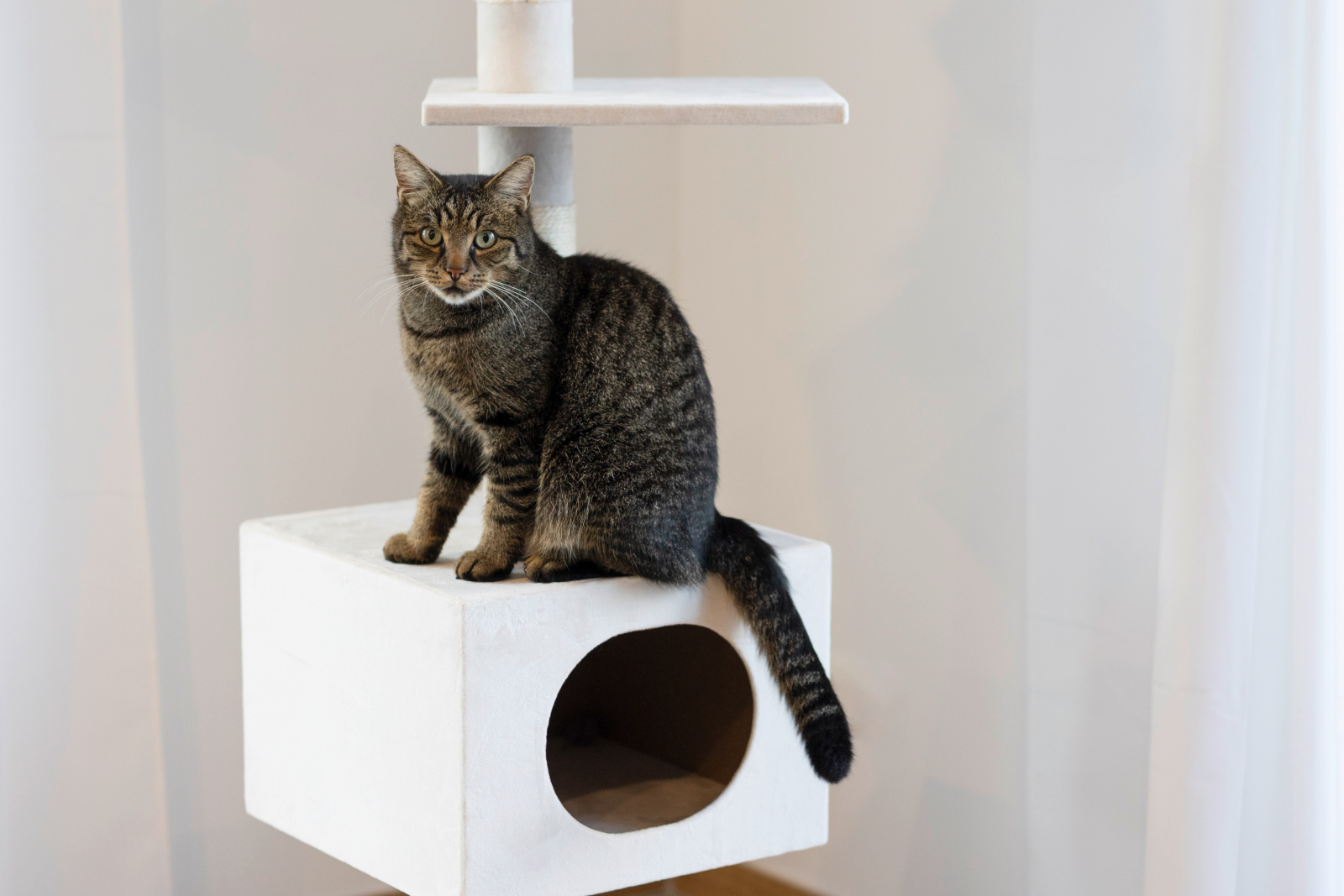 Kerbl Pet Ferdi albero tiragraffi a soffitto per gatti