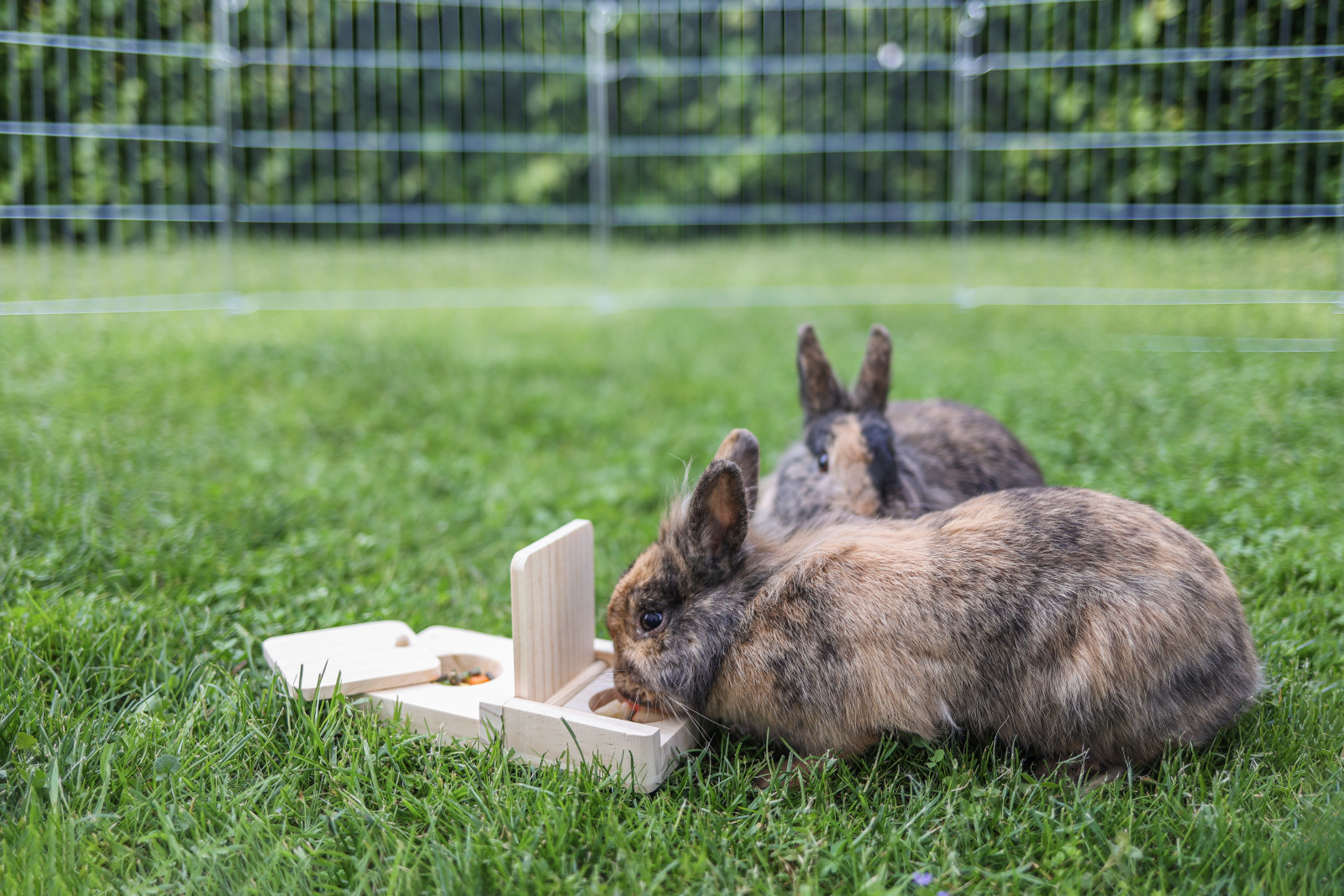 Kerbl Pet Snackbox gioco roditori intelligenza snack