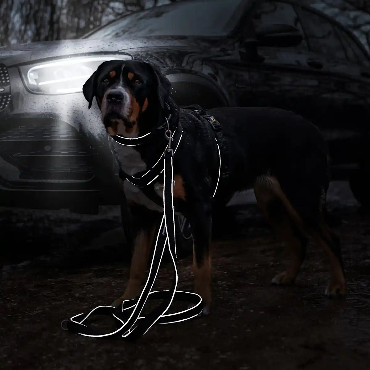 Rudelkönig Hundehalsband Paola collare cane nero riflettente