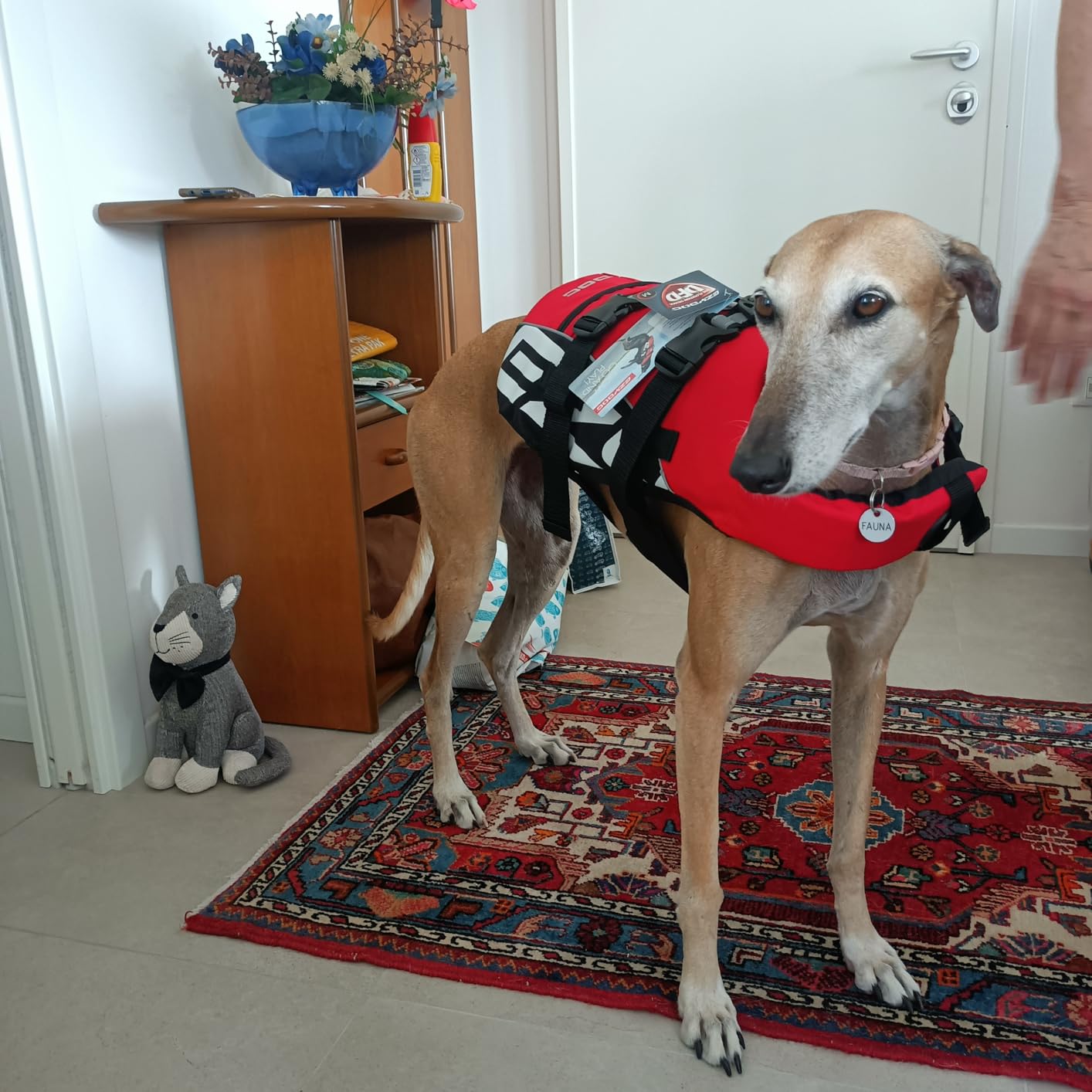 EzyDog Dog Life Jackets DFD salvagente cane L rosso
