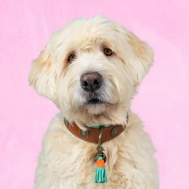 Dog with a Mission Urban XL collare cane pelle marrone