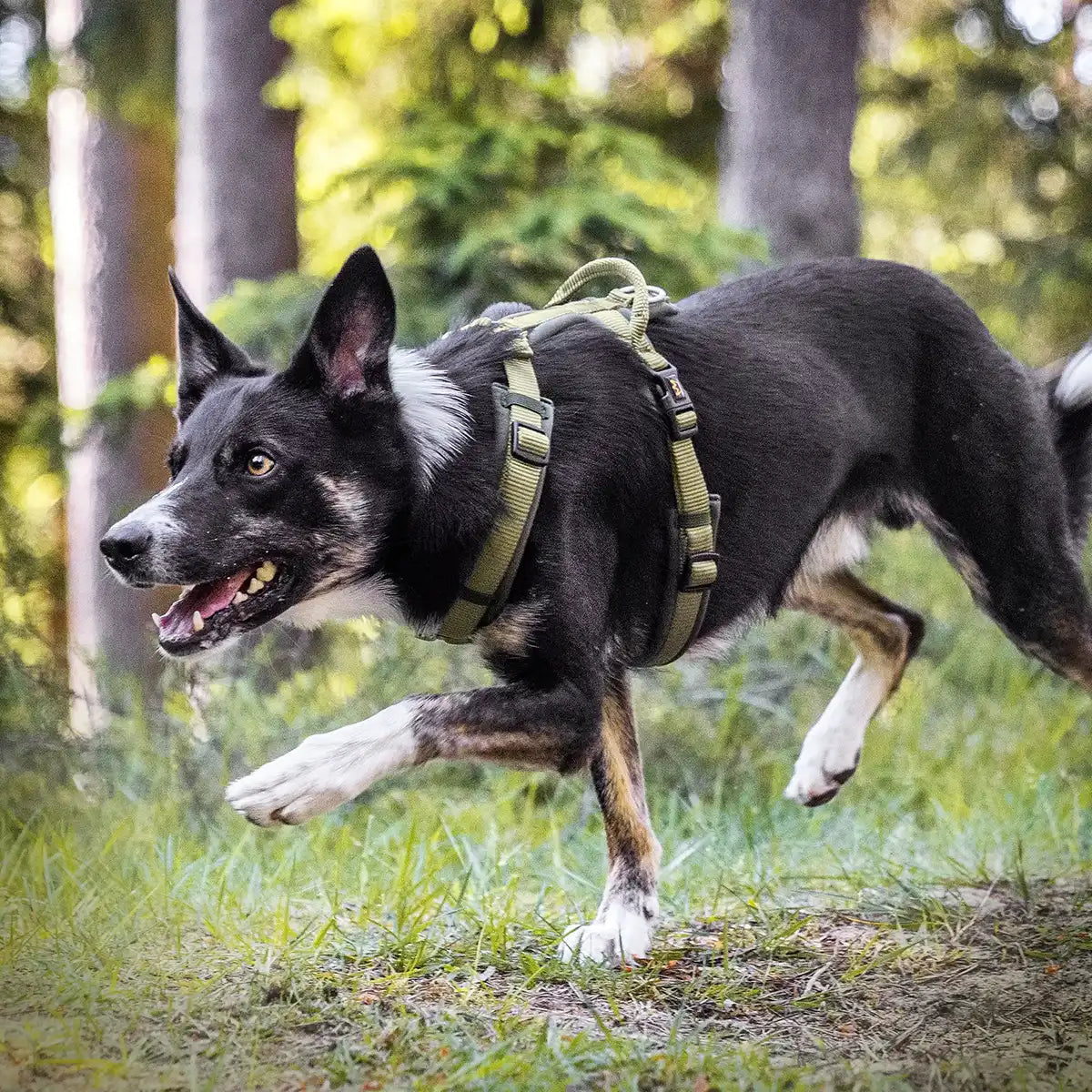 Rudelkönig Bella Set Cane Khaki Guinzaglio Pettorina Collare