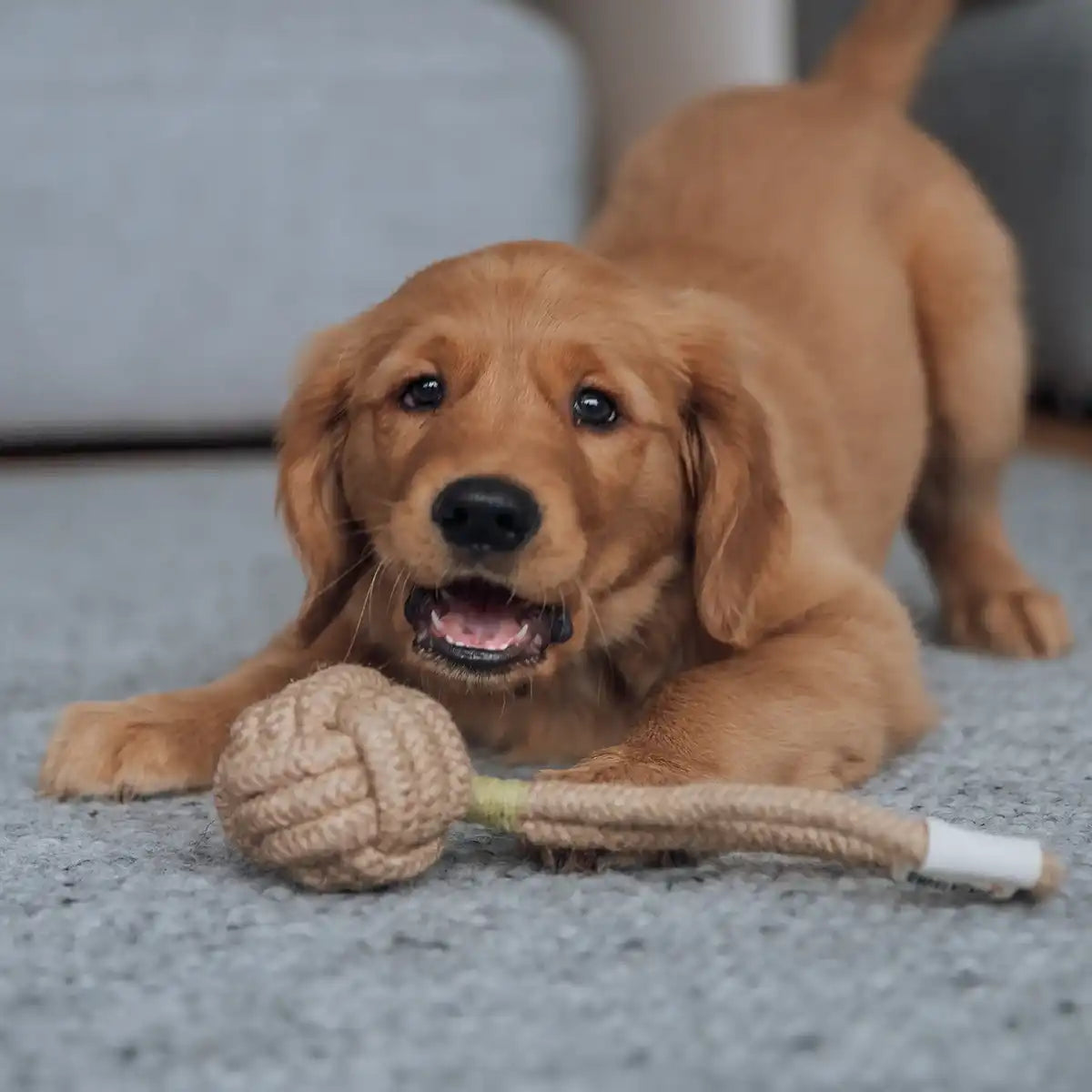 Rudelkönig Hundespielzeug Seilspielzeug giocattolo corda 3 pz Natur cotone