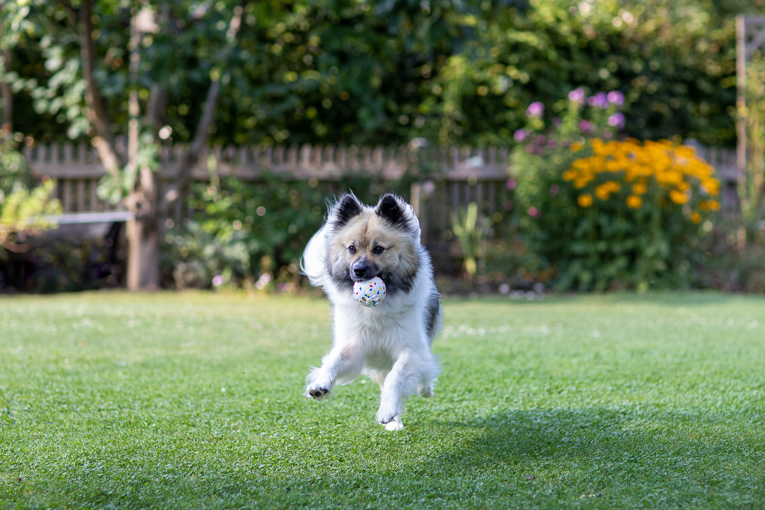Kerbl E-TPU palla gioco cane rimbalzante galleggiante
