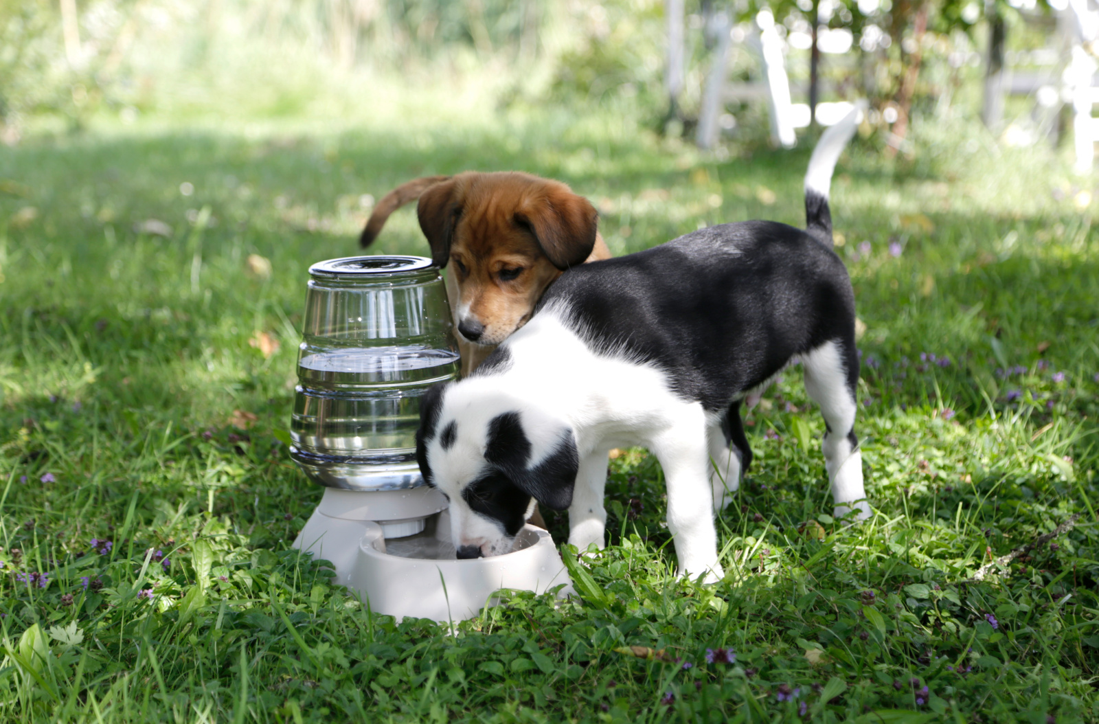 Kerbl Pet Nuvola distributore acqua cani gatti plastica