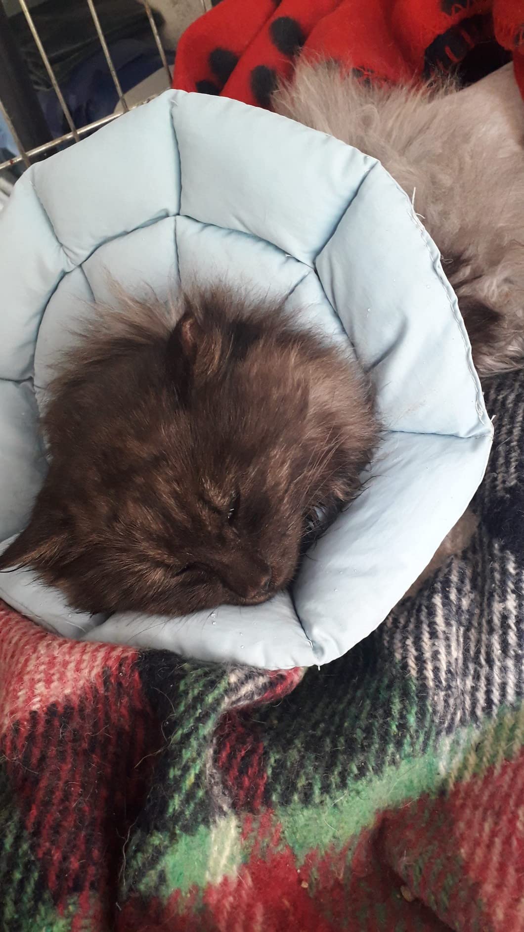 OHCOZZY Collare Elisabettiano Gatto M Azzurro Cotone