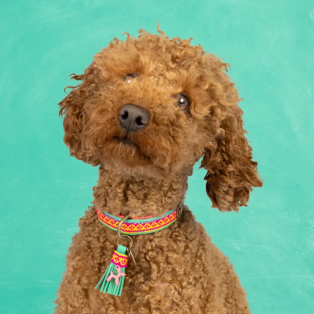 Dog with a Mission Maui collare cane XXS turchese pelle