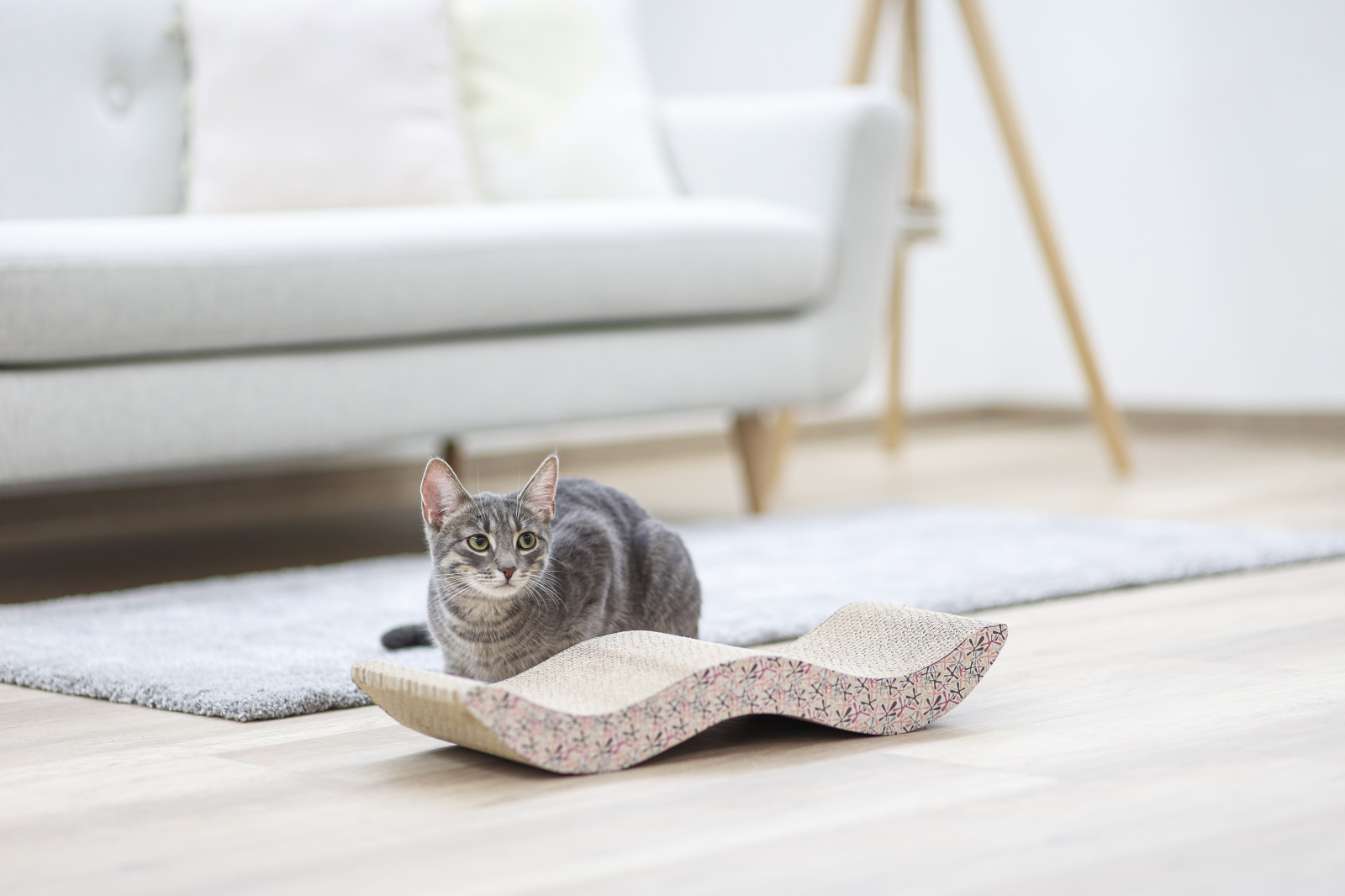 Kerbl Pet Browse lettino tiragraffi gatto cartone 3 in 1