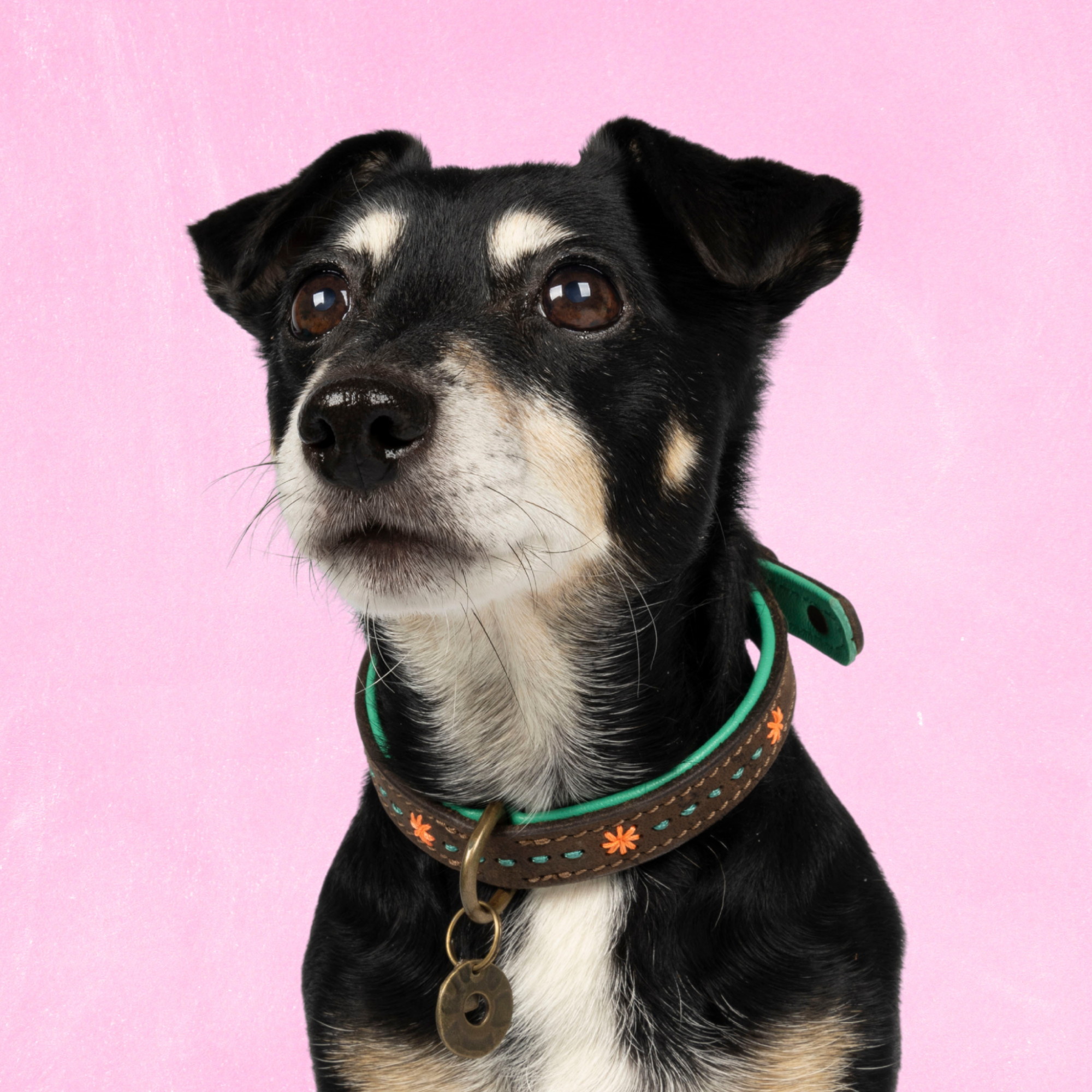 Dog with a Mission Urban Joplin collare cane S marrone cuciture