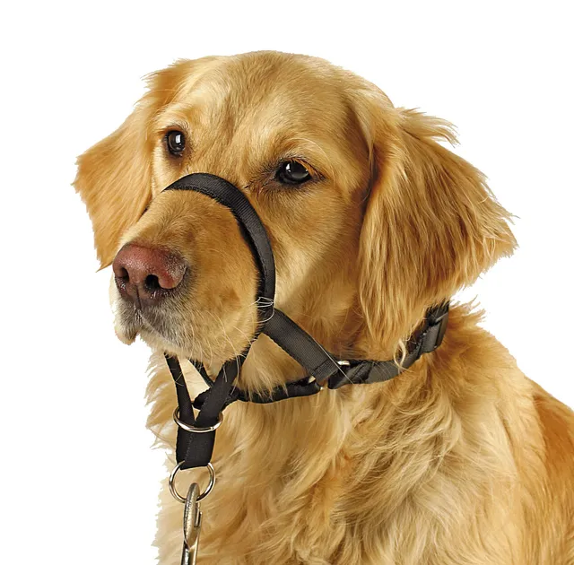 Kerbl Pet Maxi Coach pettorina addestramento cane