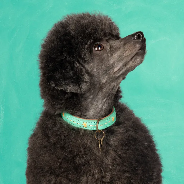 Dog with a Mission Urban Janis collare cane XXS turchese pelle
