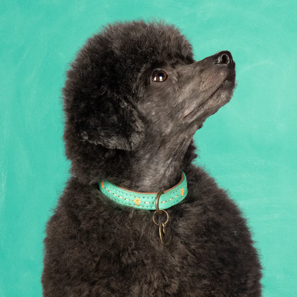 Dog with a Mission Urban Janis collare cane XXS turchese pelle