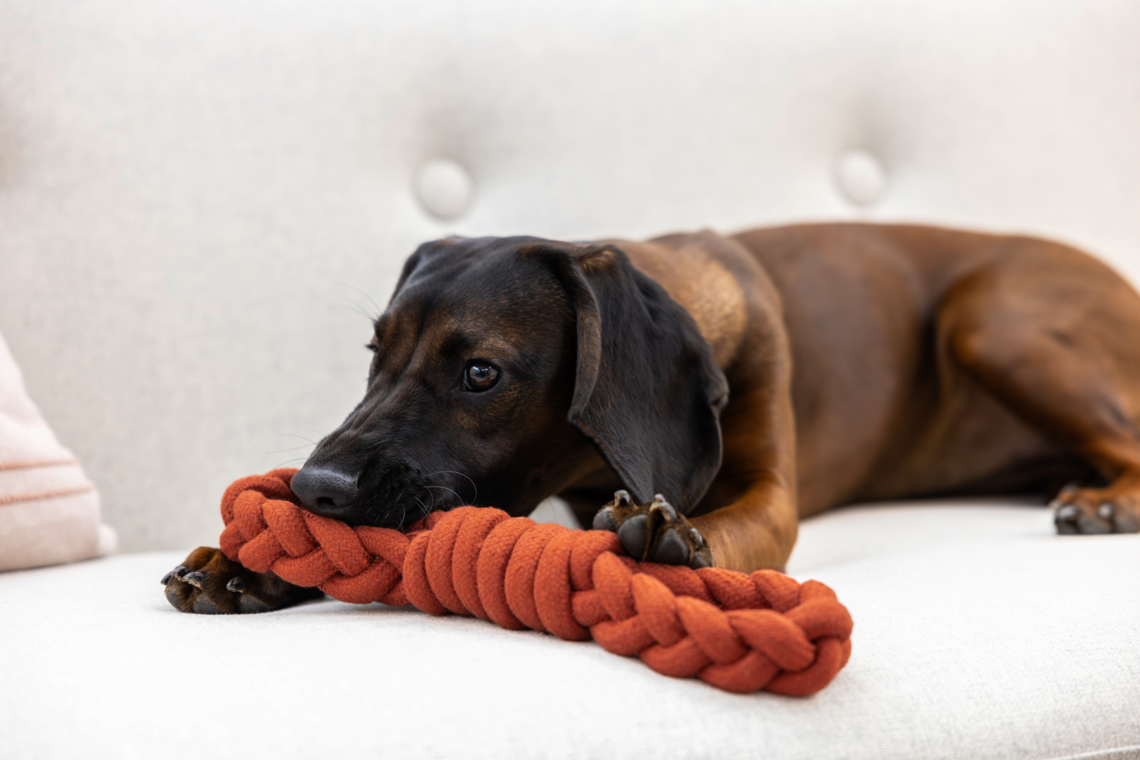 Kerbl Pet Rope Toy Gioco Corda Cane Cotone 100%