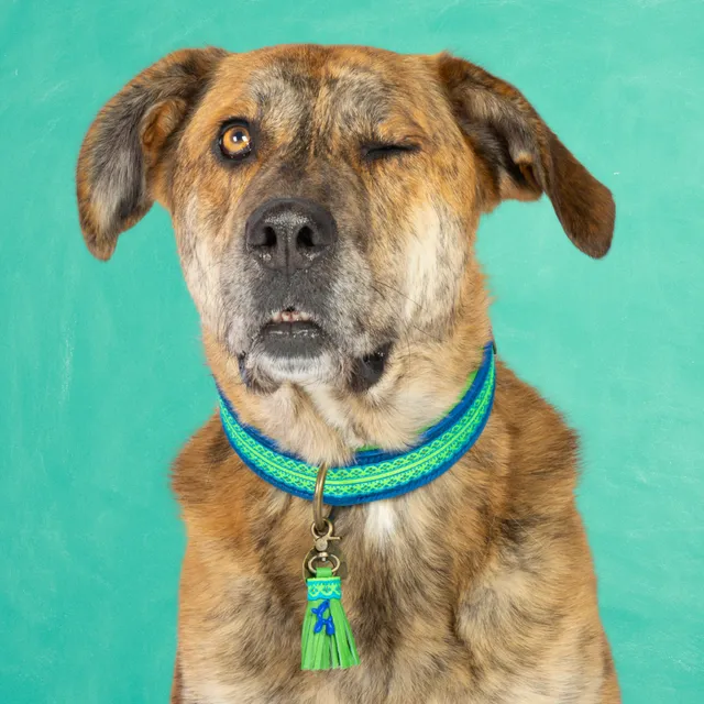 Dog with a Mission Zula collare cane XL 48-57 cm blu verde